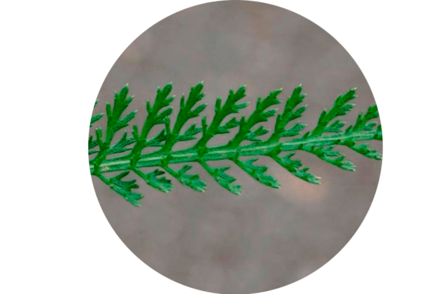 Blätter der Achillea Millefolium - Zusammensetzung Normadex