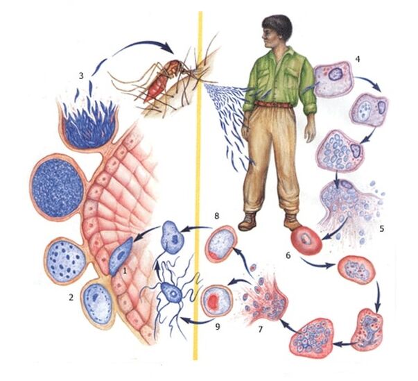 Reproduktionsmethoden von Protozoenparasiten