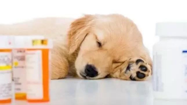 Medikamente zur Vorbeugung von Würmern bei Hunden